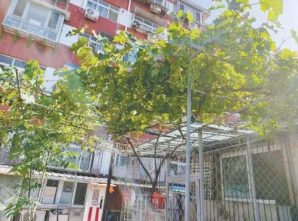 锐评丨种菜养花栽树?小区旷地不是谁家自留地